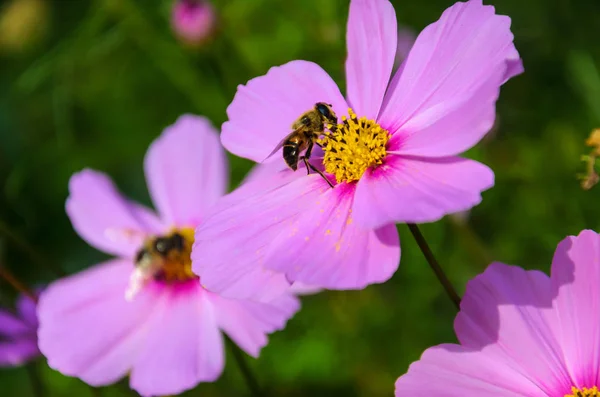 Трудолюбивая пчела работает на цветке - собирает пыльцу — стоковое фото