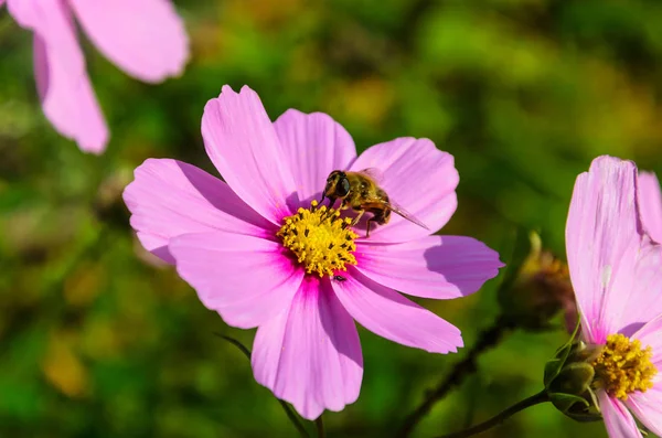 L'ape laboriosa lavora su un fiore - raccoglie il polline — Foto Stock