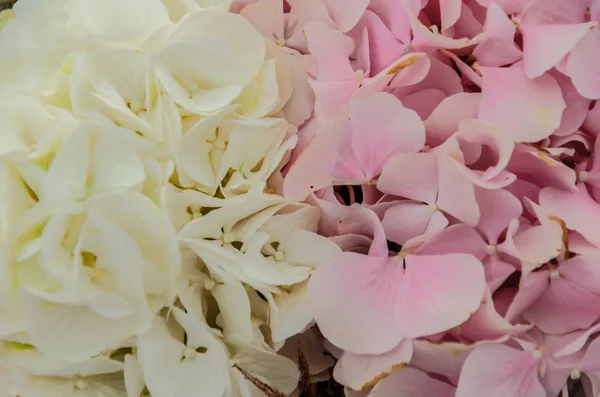 수 국 꽃 클로즈업의 섬세 한 핑크 배경. — 스톡 사진