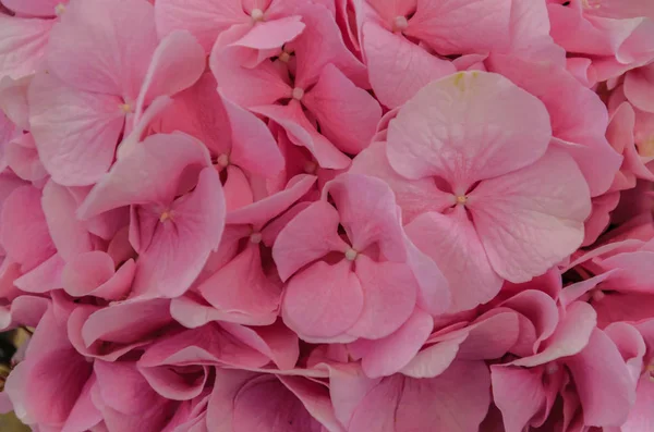 Delikat rosa bakgrund av hydrangea blommor närbild. — Stockfoto