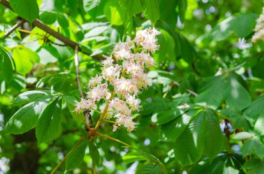 Fotoğraf açan ağaç kestanesi. Kestane fl 'nin doku arkaplanı