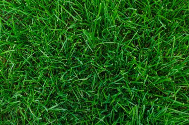 Üst görünümde yeşil çimen arkaplan dokusu