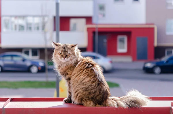 Schöne Braune Schilf Flauschige Hauskatze Sonnt Sich Auf Dem Balkon — Stockfoto
