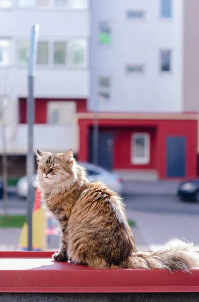 バルコニーの太陽の下で美しい茶色 ふわふわの国内猫の背中 アパートの建物の街のペット 3月の猫 — ストック写真