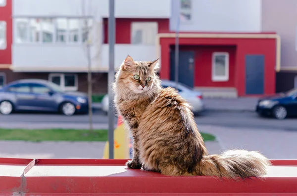 Schöne Braune Schilf Flauschige Hauskatze Sonnt Sich Auf Dem Balkon — Stockfoto