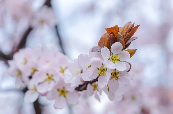 Tavaszi Időjárás Cseresznyevirágzás Kertben Buja Virágzó Gyümölcsfa — Stock Fotó