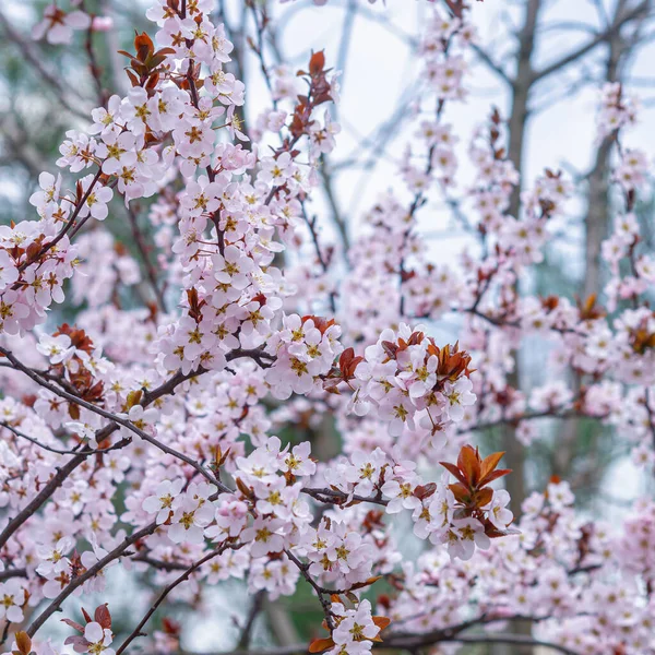 Tempo Primavera Cereja Floresceu Jardim Floração Exuberante Árvore Frutífera — Fotografia de Stock