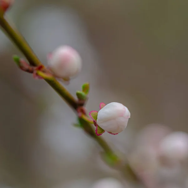 Tavaszi Időjárás Cseresznyevirágzás Kertben Buja Virágzó Gyümölcsfa — Stock Fotó