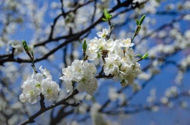 Bahar havası - bahçede kiraz çiçek açtı. Çiçek açan meyve ağacı..