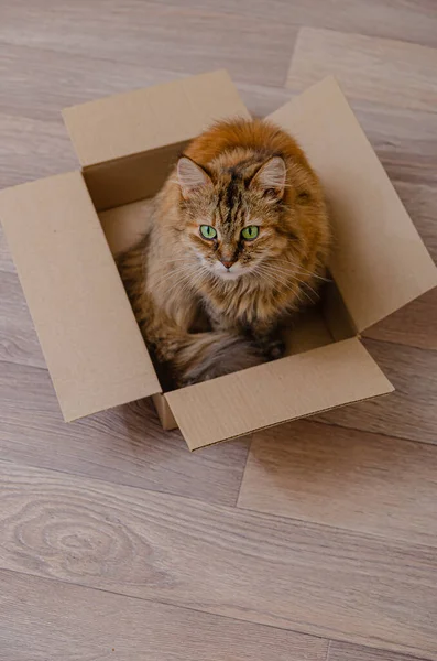 Flauschige Hauskatze Sitzt Einem Karton Lustige Tiergewohnheiten Schönes Gemütliches Haus — Stockfoto