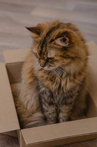 Flauschige Hauskatze Sitzt Einem Karton Lustige Tiergewohnheiten Schönes Gemütliches Haus — Stockfoto