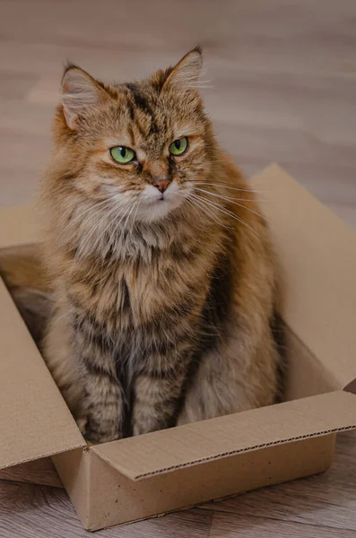 Flauschige Hauskatze Sitzt Einem Karton Lustige Tiergewohnheiten Schönes Gemütliches Haus — Stockfoto