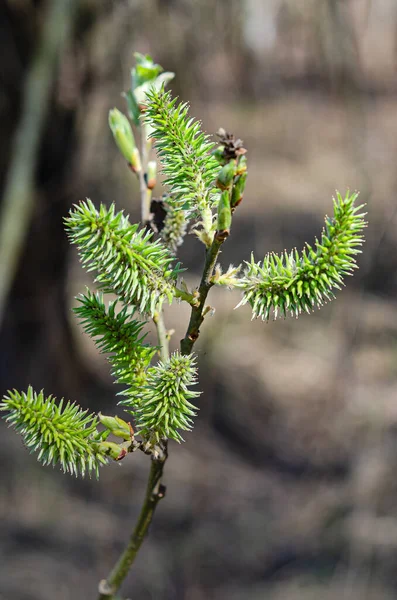 Die Ersten Anzeichen Für Den Frühling Sind Weidenknospen Angenehmes Aprilwetter — Stockfoto