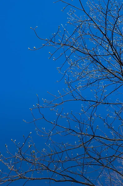 Árbol Primavera Las Ramas Árbol Con Brotes Hinchados Están Listas — Foto de Stock