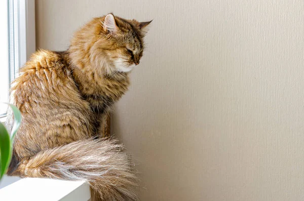 Κατοικίδιο Μια Γάτα Κάθεται Ένα Παράθυρο Και Απολαμβάνει Τον Ήλιο — Φωτογραφία Αρχείου