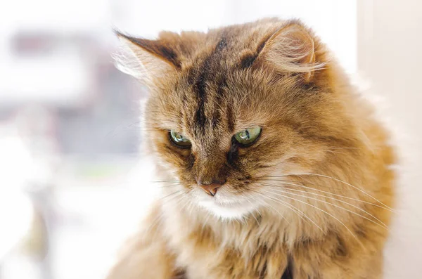 Pet Cat Sits Window Basks Sun Favorite Animals Home Comfort — Stock Photo, Image