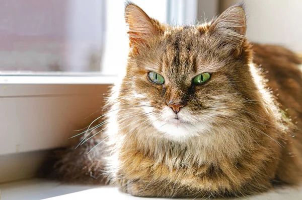 ペット 猫は窓の上に座り 太陽の下で腰を下ろします 好きな動物 家の快適さ — ストック写真