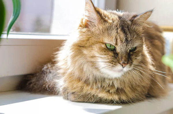 ペット 猫は窓の上に座り 太陽の下で腰を下ろします 好きな動物 家の快適さ — ストック写真