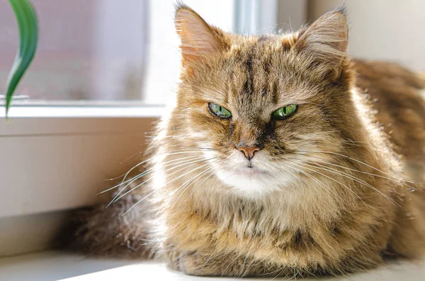 Haustier Eine Katze Sitzt Auf Einem Fenster Und Sonnt Sich — Stockfoto