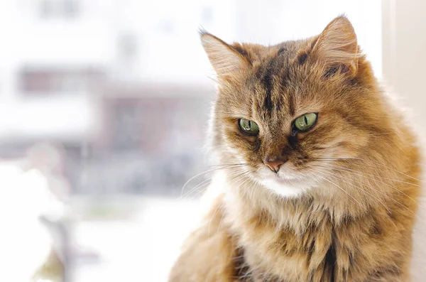Haustier Eine Katze Sitzt Auf Einem Fenster Und Sonnt Sich — Stockfoto