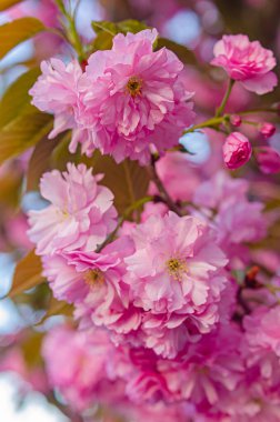 Güzel yemyeşil çiçekli sakura ağacı. Pembe kabarık çiçekler. Bahar havası, Japon tarzı.