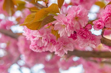 Güzel yemyeşil çiçekli sakura ağacı. Pembe kabarık çiçekler. Bahar havası, Japon tarzı.