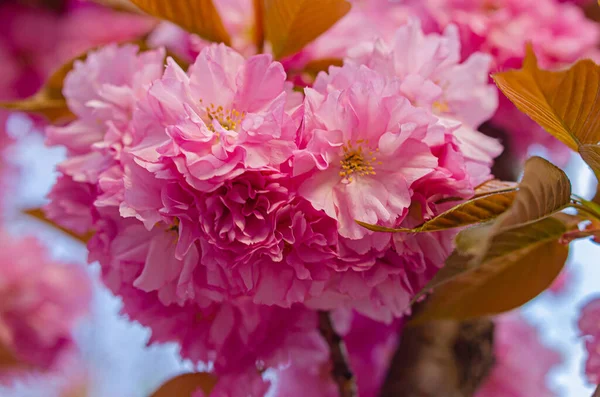 Gyönyörű Buja Virágzó Sakura Rózsaszín Bolyhos Virágok Tavaszi Időjárás Japán — Stock Fotó