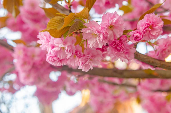 Gyönyörű Buja Virágzó Sakura Rózsaszín Bolyhos Virágok Tavaszi Időjárás Japán — Stock Fotó