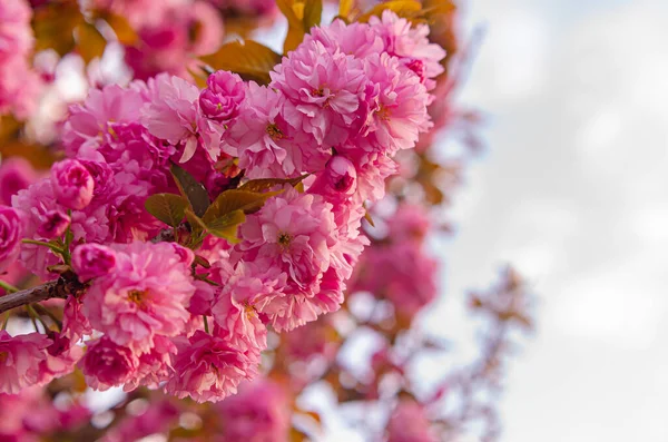 Hermoso Árbol Sakura Floreciente Exuberante Flores Rosadas Esponjosas Primavera Tiempo — Foto de Stock