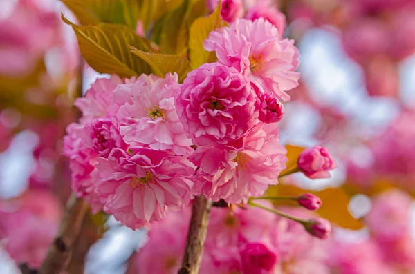 Gyönyörű Buja Virágzó Sakura Rózsaszín Bolyhos Virágok Tavaszi Időjárás Japán — Stock Fotó