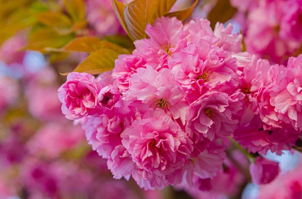 Hermoso Árbol Sakura Floreciente Exuberante Flores Rosadas Esponjosas Primavera Tiempo — Foto de Stock