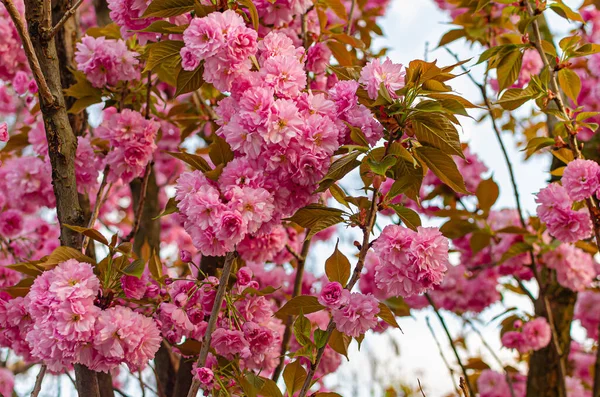 Beautiful Lush Flowering Sakura Tree Pink Fluffy Flowers Spring Weather — Stock Photo, Image