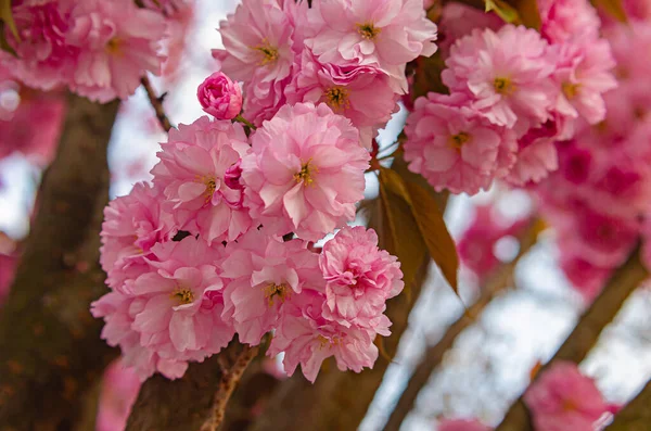 Vacker Frodig Blommande Sakura Träd Rosa Fluffiga Blommor Vårväder Japansk — Stockfoto