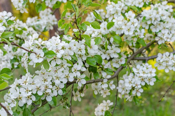 Krásné Jemné Bílé Květy Divoké Hrušky Jaro Ovocné Stromy Kvetou — Stock fotografie