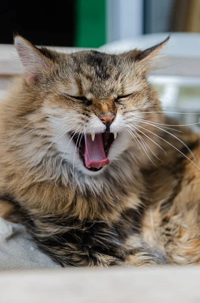 Fluffy Brown Cat Resting White Chair Cat Yawning Home Relaxation — Stock Photo, Image
