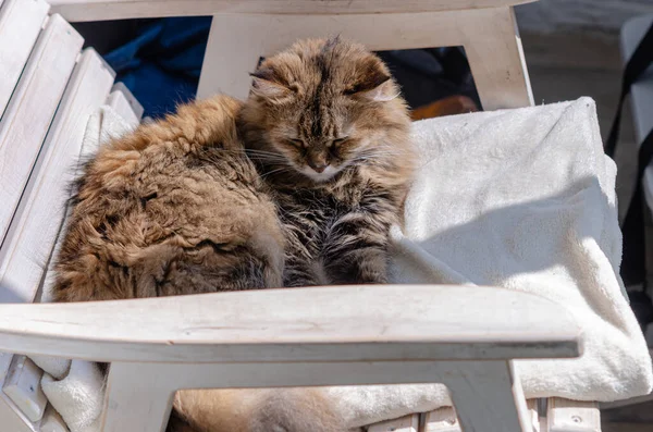 ふわふわの茶色の猫が白い椅子に腰を下ろしている そのペットは太陽の下で暖まって寝ていた ホームリラクゼーションと快適さ — ストック写真