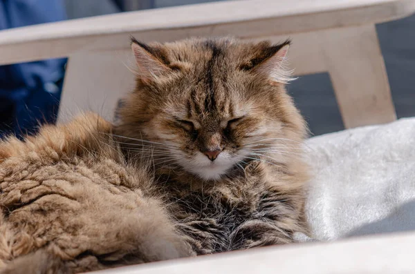 ふわふわの茶色の猫が白い椅子に腰を下ろしている そのペットは太陽の下で暖まって寝ていた ホームリラクゼーションと快適さ — ストック写真