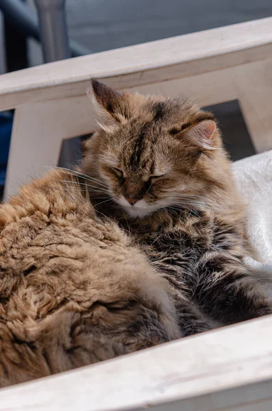 Χνουδωτή Καφέ Γάτα Αναπαύεται Μια Λευκή Καρέκλα Κατοικίδιο Ζώο Ζεστάθηκε — Φωτογραφία Αρχείου