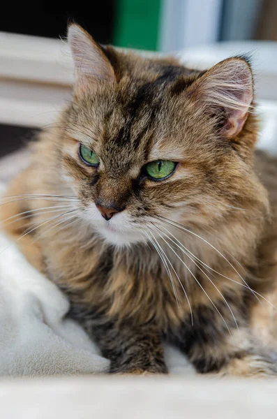 ふわふわの茶色の猫が白い椅子に腰を下ろしている 美しい緑の目の猫 ホームリラクゼーションと快適さ — ストック写真