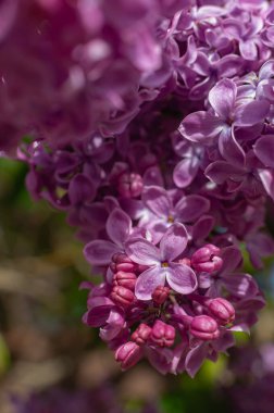 Çalıların üzerinde muhteşem bir demet mor leylak. Bahçe çalı, bahar çiçeği, taze aroma. Seçici yumuşak odak, yüzeysel alan derinliği. Bulanık resim, bahar arkaplanı.