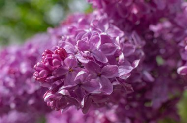 Çalıların üzerinde muhteşem bir demet mor leylak. Bahçe çalı, bahar çiçeği, taze aroma. Seçici yumuşak odak, yüzeysel alan derinliği. Bulanık resim, bahar arkaplanı.