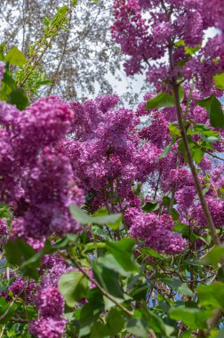 Çalıların üzerinde muhteşem bir demet mor leylak. Bahçe çalı, bahar çiçeği, taze aroma. Seçici yumuşak odak, yüzeysel alan derinliği. Bulanık resim, bahar arkaplanı.