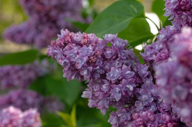 Çalıların üzerinde muhteşem bir demet mor leylak. Bahçe çalı, bahar çiçeği, taze aroma. Seçici yumuşak odak, yüzeysel alan derinliği. Bulanık resim, bahar arkaplanı.