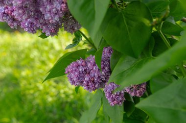 Çalıların üzerinde muhteşem bir demet mor leylak. Bahçe çalı, bahar çiçeği, taze aroma. Seçici yumuşak odak, yüzeysel alan derinliği. Bulanık resim, bahar arkaplanı.