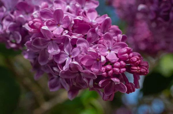 Magnifika Färska Gäng Lila Syren Busken Trädgårdsbuske Vårblommande Frisk Doft — Stockfoto