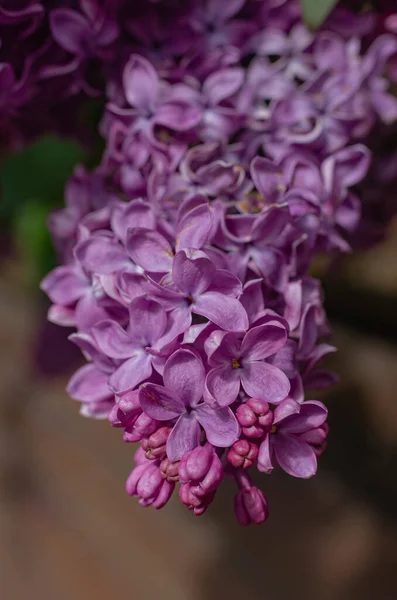 Magnifika Färska Gäng Lila Syren Busken Trädgårdsbuske Vårblommande Frisk Doft — Stockfoto