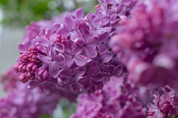 茂密的新鲜紫丁香在灌木丛中 花园的灌木 春天的花朵 新鲜的香气 选择性软聚焦 场深度浅 模糊图像 春季背景 — 图库照片