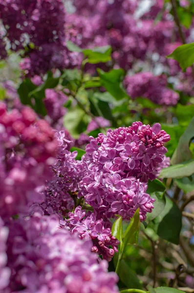 Magnifika Färska Gäng Lila Syren Busken Trädgårdsbuske Vårblommande Frisk Doft — Stockfoto