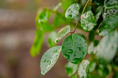 Yağmurdan sonra bahçesinde güller olan bir çalılıkta taze bahar yaprakları. Bir gülün yaprakları üzerine yağmur damlaları.