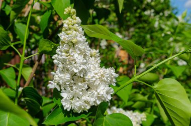 Güzel, yemyeşil bir demet leylak evin yakınındaki bahçedeki çalılıkta. Bahçe çalı, bahar çiçeği, taze aroma. Seçici yumuşak odak, alanın sığ derinliği.